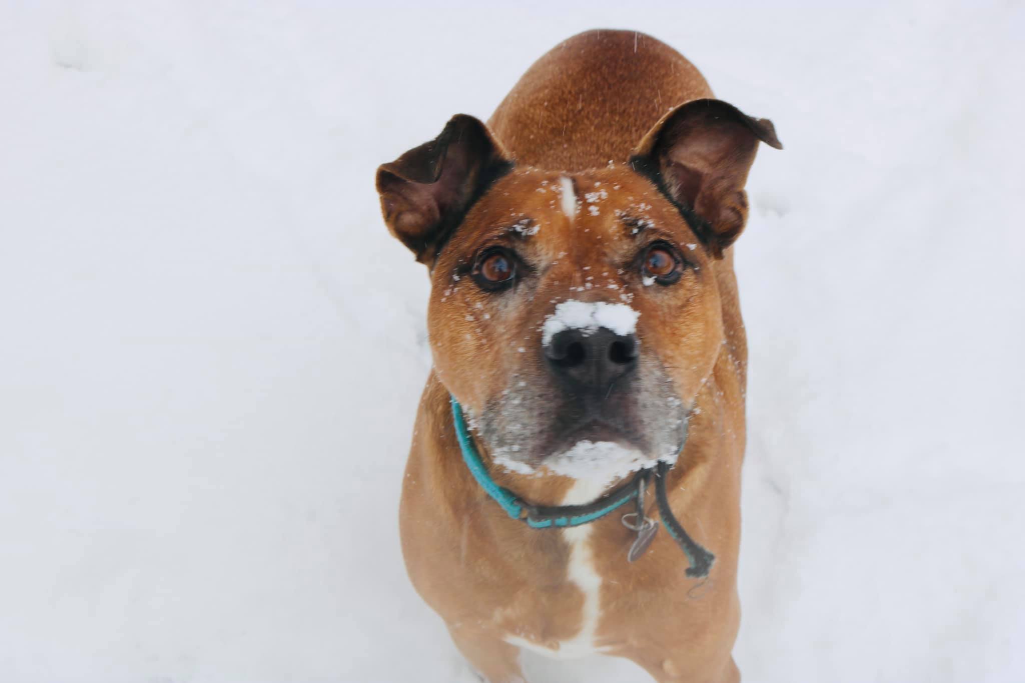 Petey, an adoptable Mixed Breed in Falls Church, VA, 22042 | Photo Image 4