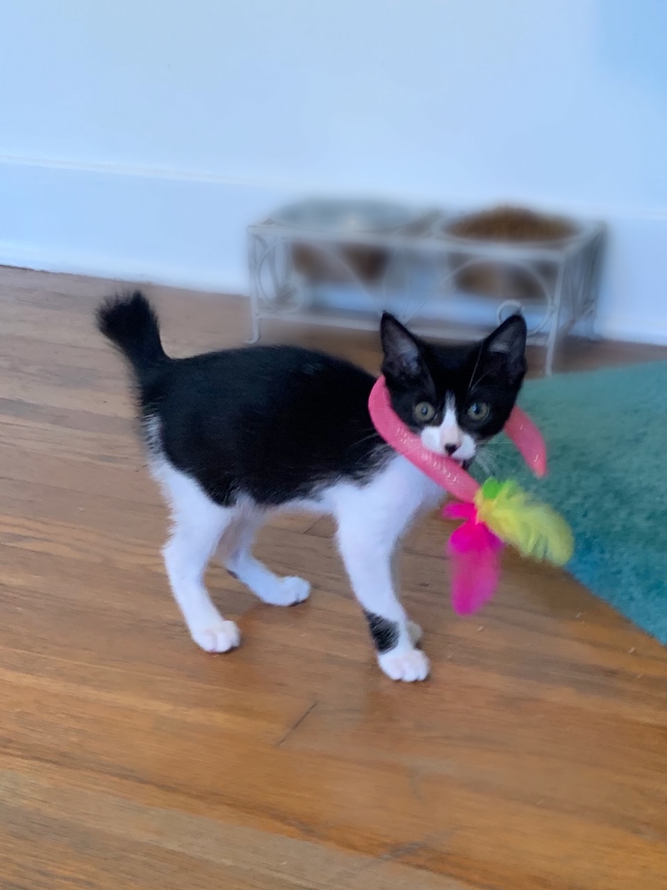 Cat for adoption Dottie Stubby Tail, a Tuxedo & Domestic Medium