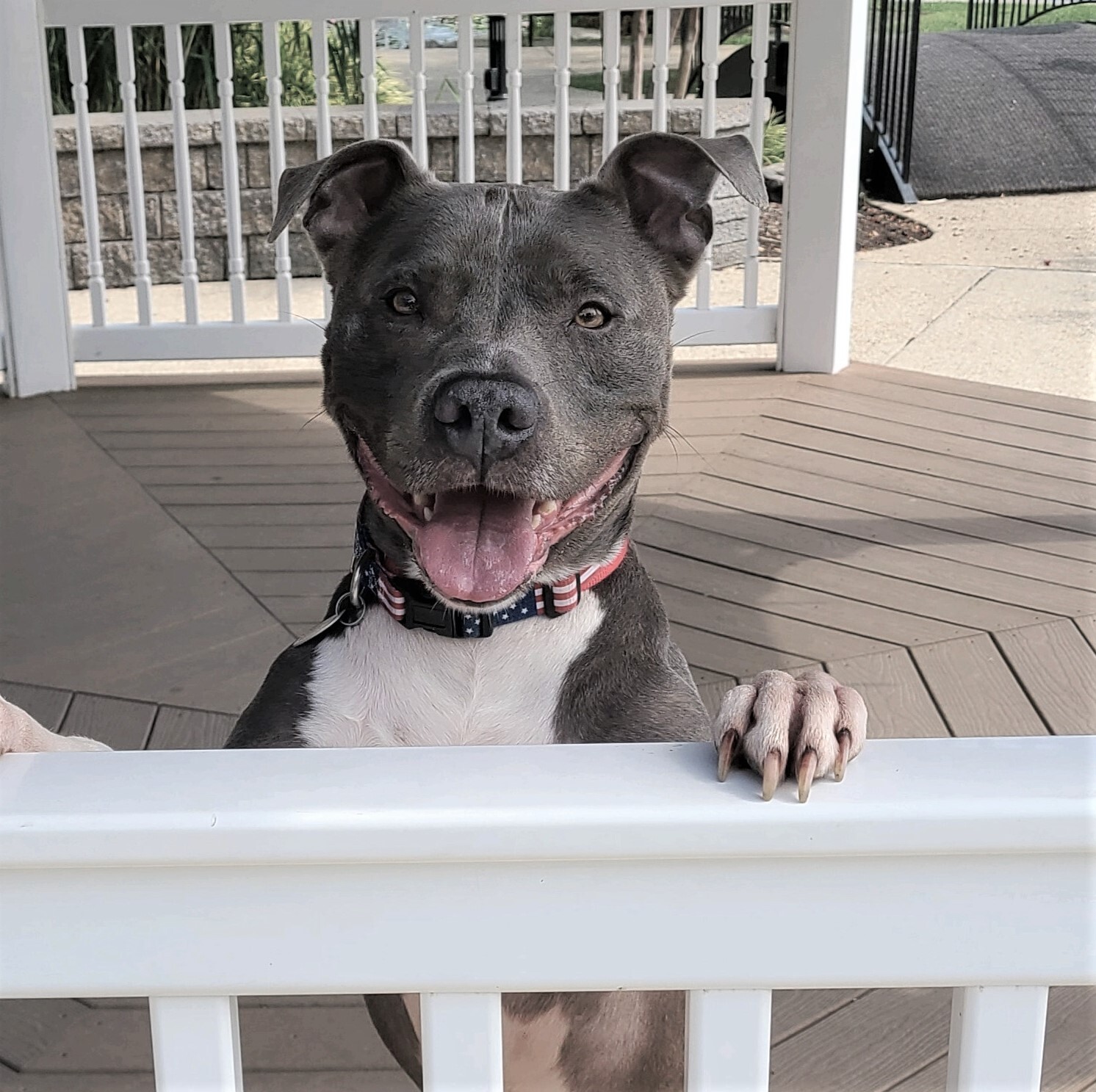 Brinx, an adoptable Pit Bull Terrier in Bethesda, MD, 20827 | Photo Image 1