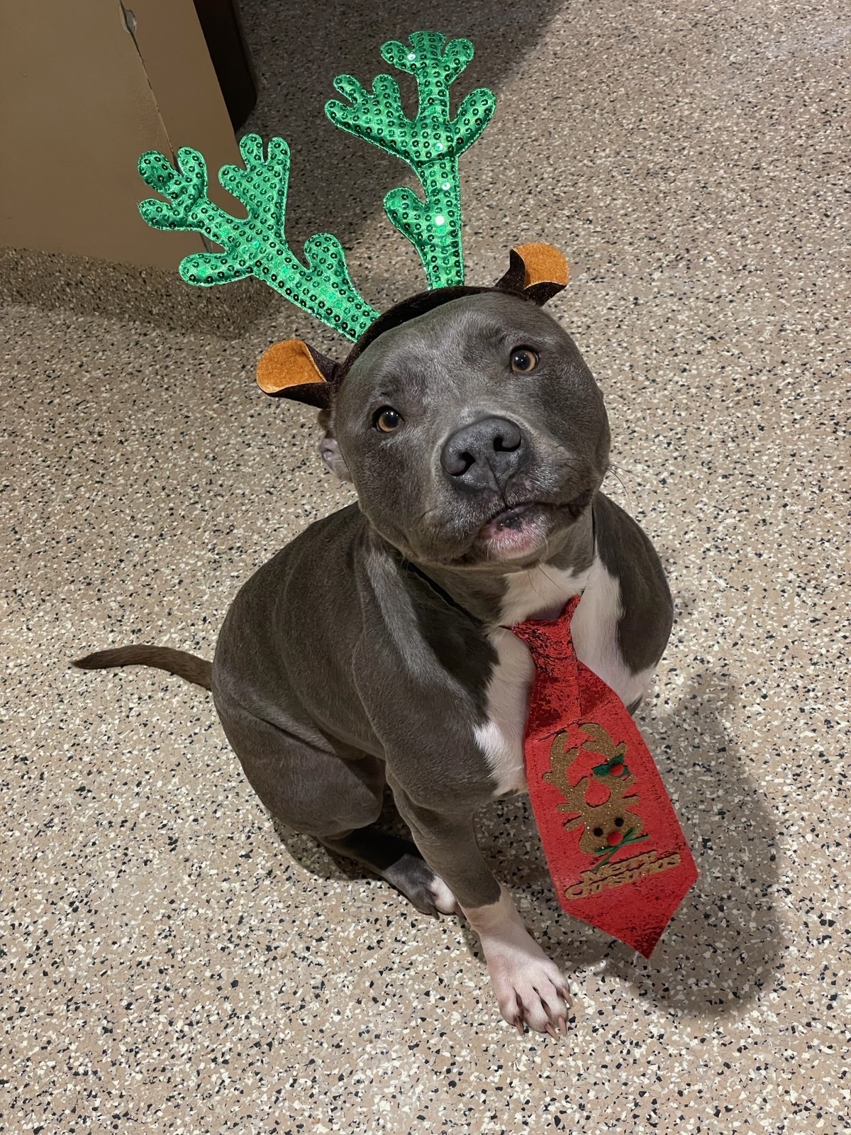 Brinx, an adoptable Pit Bull Terrier in Bethesda, MD, 20827 | Photo Image 2