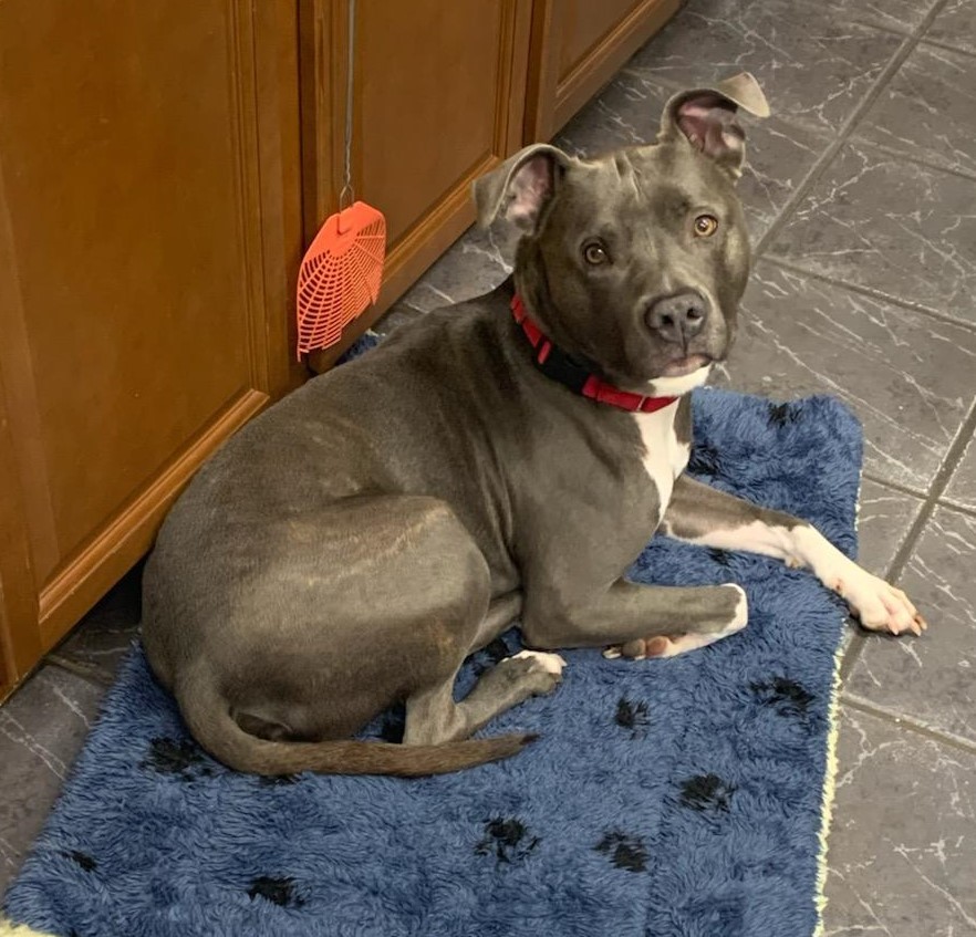 Brinx, an adoptable Pit Bull Terrier in Bethesda, MD, 20827 | Photo Image 3