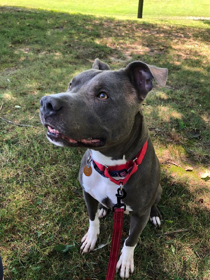 Brinx, an adoptable Pit Bull Terrier in Bethesda, MD, 20827 | Photo Image 4