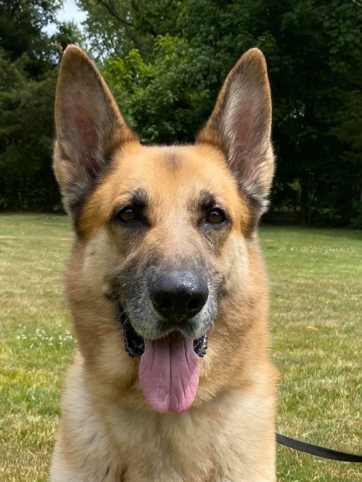 Dog for adoption - Aramis, a German Shepherd Dog in Old Westbury, NY ...