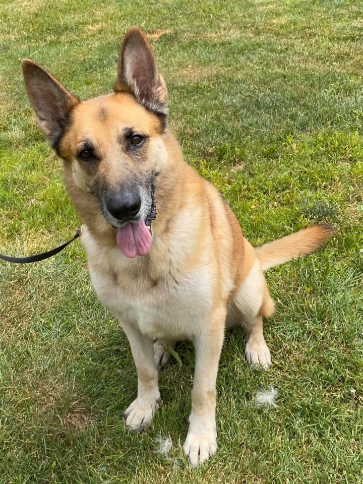 Dog for adoption - Aramis, a German Shepherd Dog in Old Westbury, NY ...