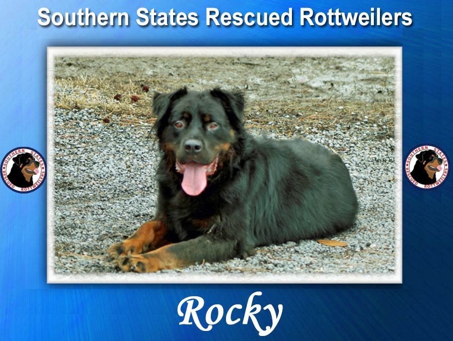 Rocky, an adoptable Rottweiler in Hawthorne, FL, 32640 | Photo Image 1