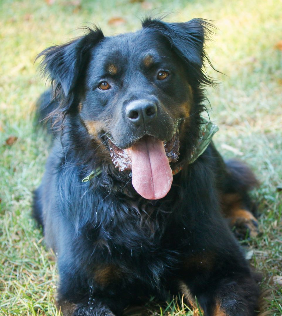 Rocky, an adoptable Rottweiler in Hawthorne, FL, 32640 | Photo Image 2
