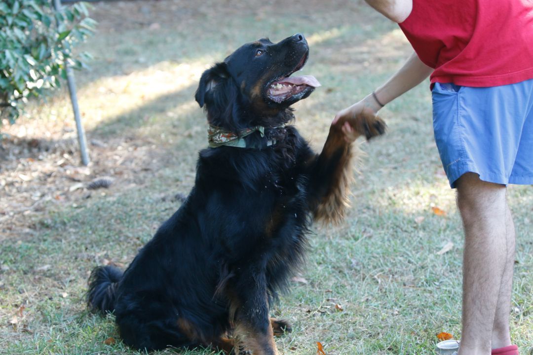 Rocky, an adoptable Rottweiler in Hawthorne, FL, 32640 | Photo Image 3