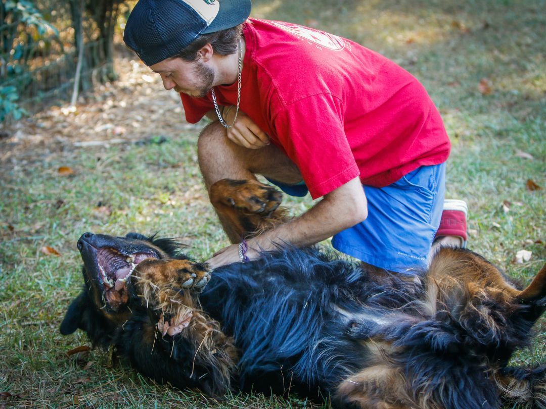 Rocky, an adoptable Rottweiler in Hawthorne, FL, 32640 | Photo Image 4