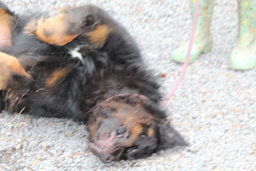 Rocky, an adoptable Rottweiler in Hawthorne, FL, 32640 | Photo Image 5