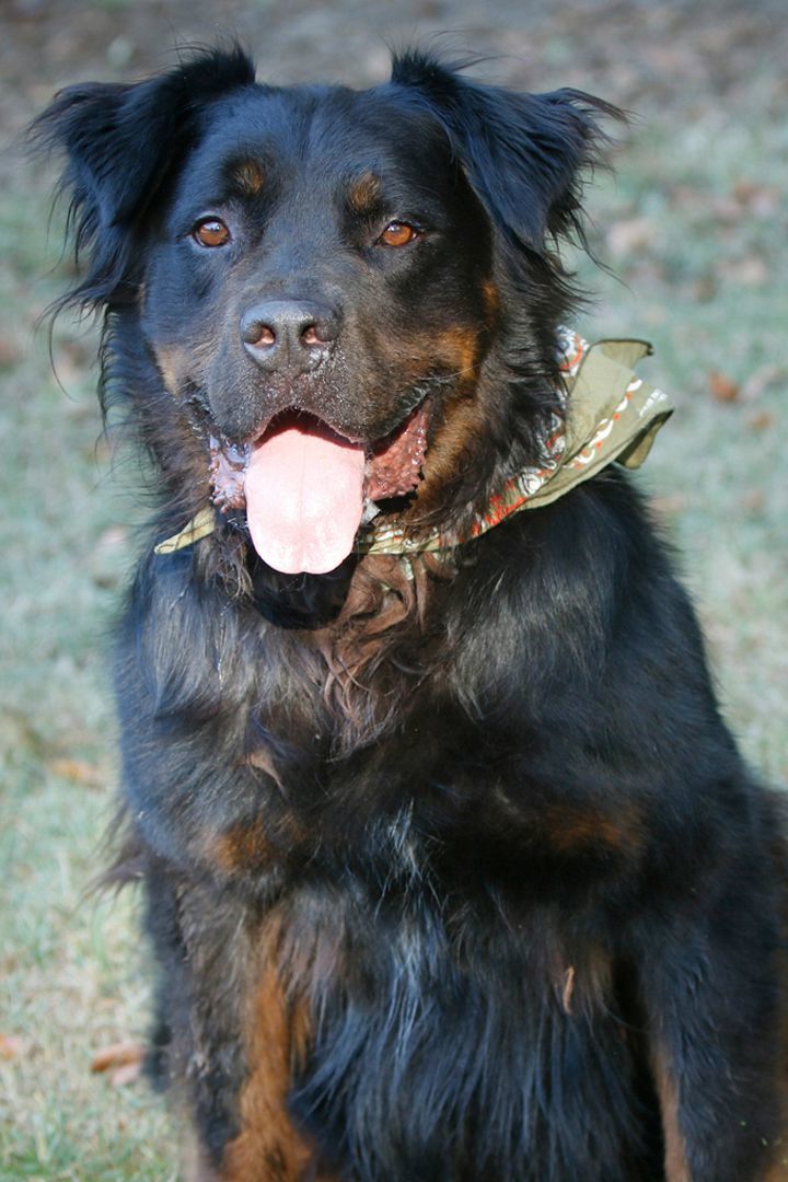 Rocky, an adoptable Rottweiler in Hawthorne, FL, 32640 | Photo Image 6