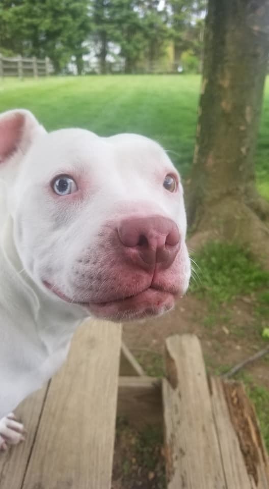 Ellie, an adoptable Pit Bull Terrier in Westminster, MD, 21157 | Photo Image 1