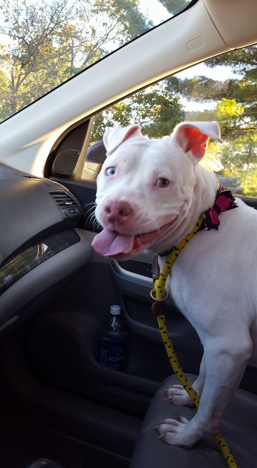 Ellie, an adoptable Pit Bull Terrier in Westminster, MD, 21157 | Photo Image 4