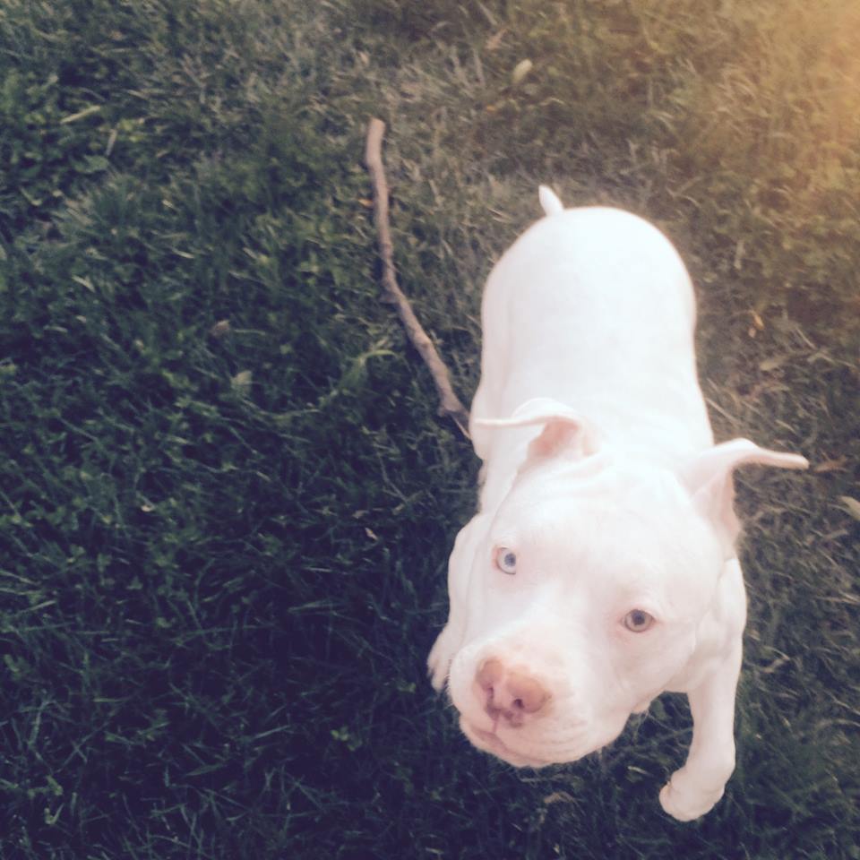 Ellie, an adoptable Pit Bull Terrier in Westminster, MD, 21157 | Photo Image 5