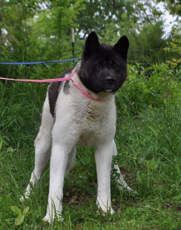 Available - Big East Akita Rescue