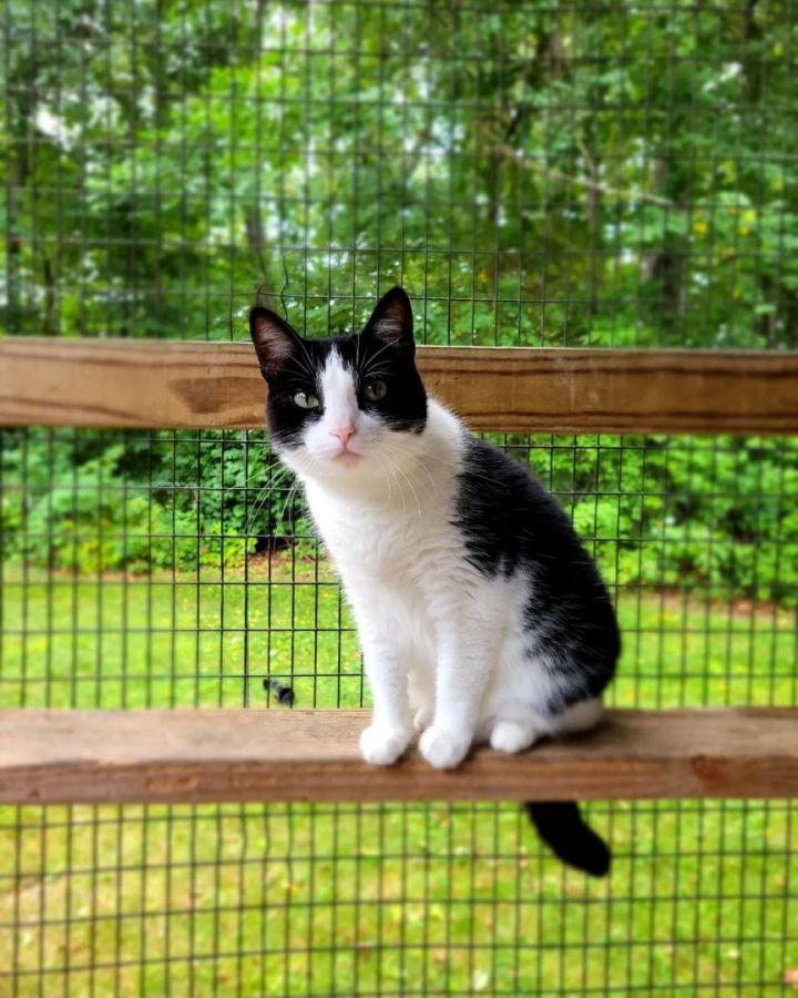 Sweet Pea, an adoptable Domestic Short Hair in Westbrook, CT_image-2