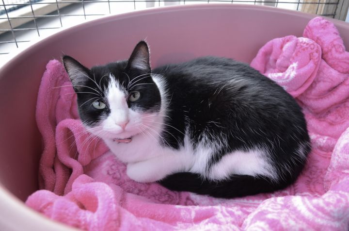 Sweet Pea, an adoptable Domestic Short Hair in Westbrook, CT_image-5