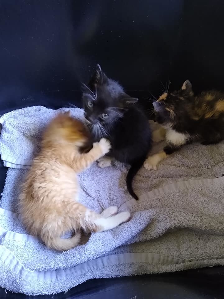 Fluffers, an adoptable Domestic Short Hair in Fort Worth, TX, 76126 | Photo Image 2