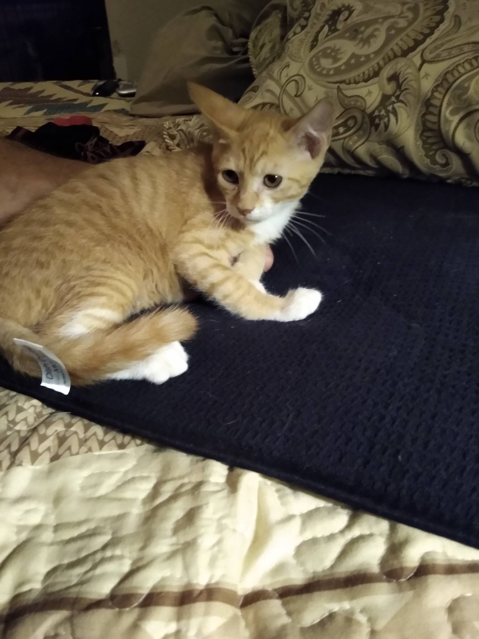 Fluffers, an adoptable Domestic Short Hair in Fort Worth, TX, 76126 | Photo Image 1