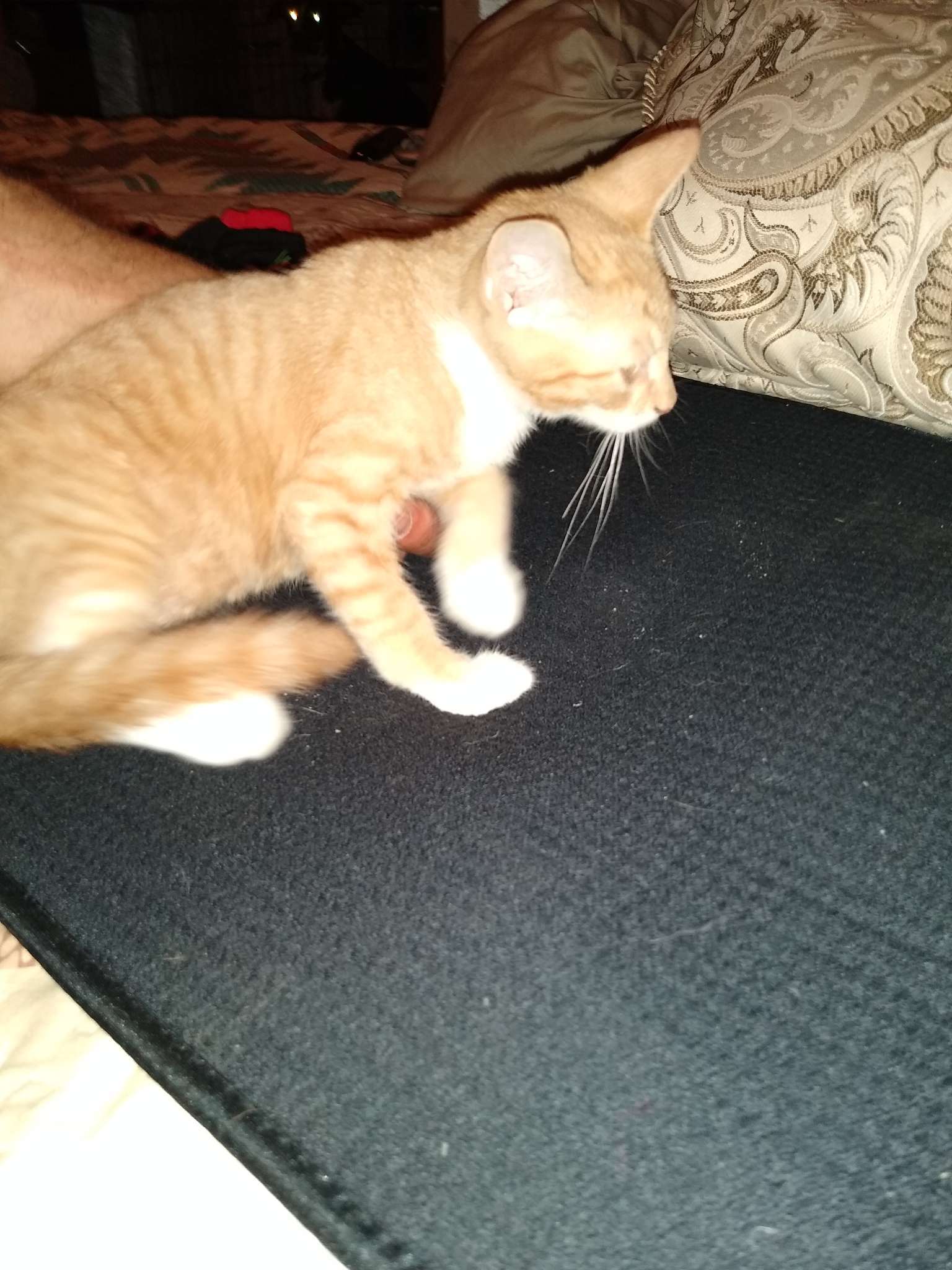 Fluffers, an adoptable Domestic Short Hair in Fort Worth, TX, 76126 | Photo Image 3