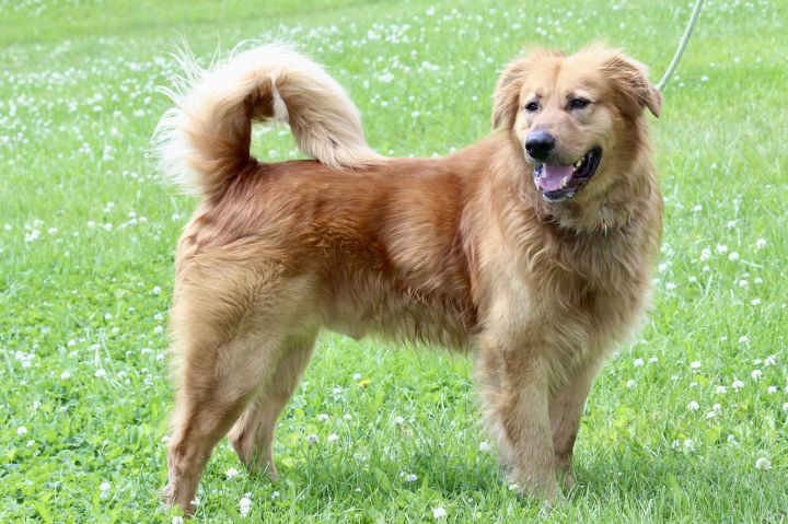 Dog For Adoption Tylen A Golden Retriever Chow Chow Mix In Brazil In Petfinder