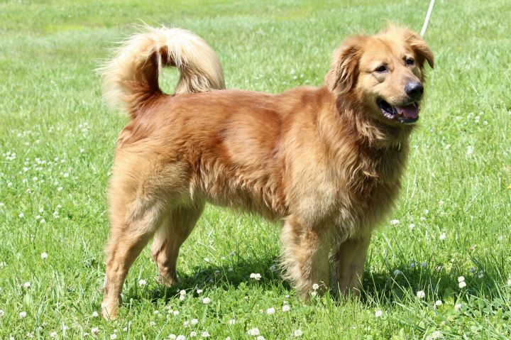 Dog For Adoption Tylen A Golden Retriever Chow Chow Mix In Brazil In Petfinder