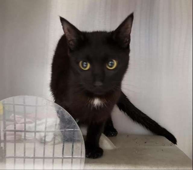 Queenie, an adoptable Domestic Short Hair in Pittsboro, NC, 27312 | Photo Image 1