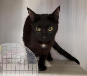Queenie, Adult Female unknown