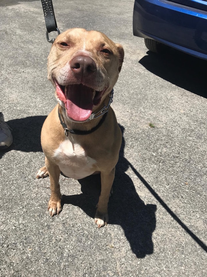 Simba, an adoptable American Staffordshire Terrier in Poughquag, NY, 12570 | Photo Image 3