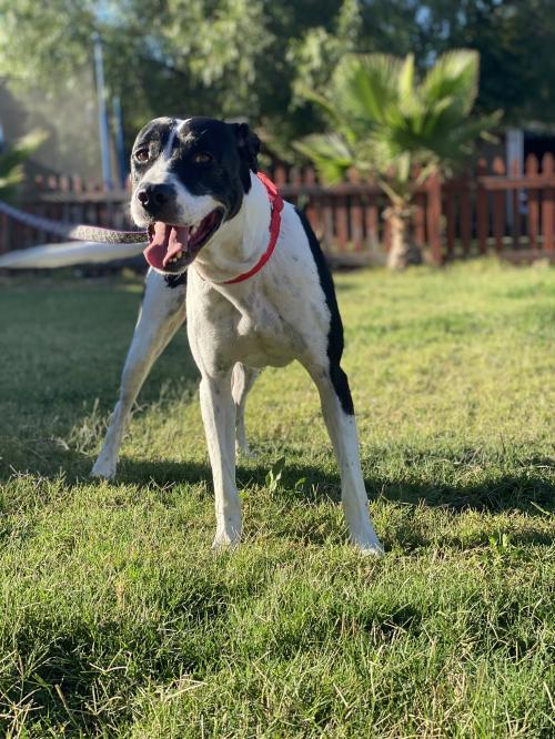 Dog for adoption - Bruce, a Labrador Retriever & American ...