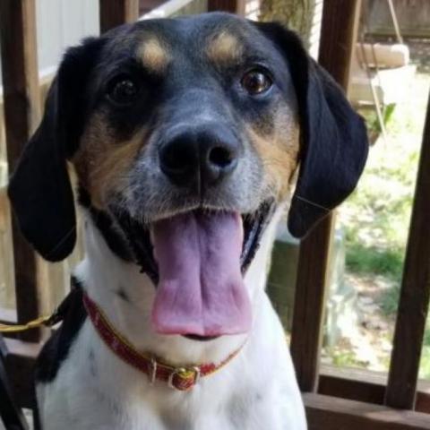 Kinzy, an adoptable Foxhound in Woodbridge, VA, 22193 | Photo Image 1