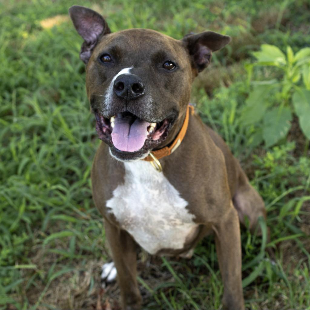 German shepherd blue store nose pitbull mix