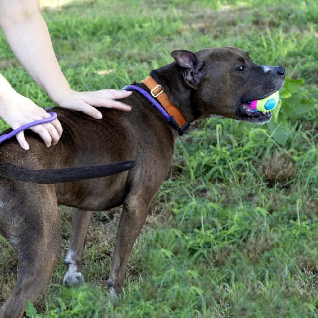 Duke, an adoptable German Shepherd Dog, Pit Bull Terrier in Bealeton, VA, 22712 | Photo Image 2