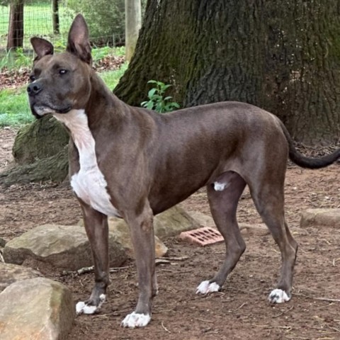 Duke, an adoptable German Shepherd Dog, Pit Bull Terrier in Bealeton, VA, 22712 | Photo Image 2