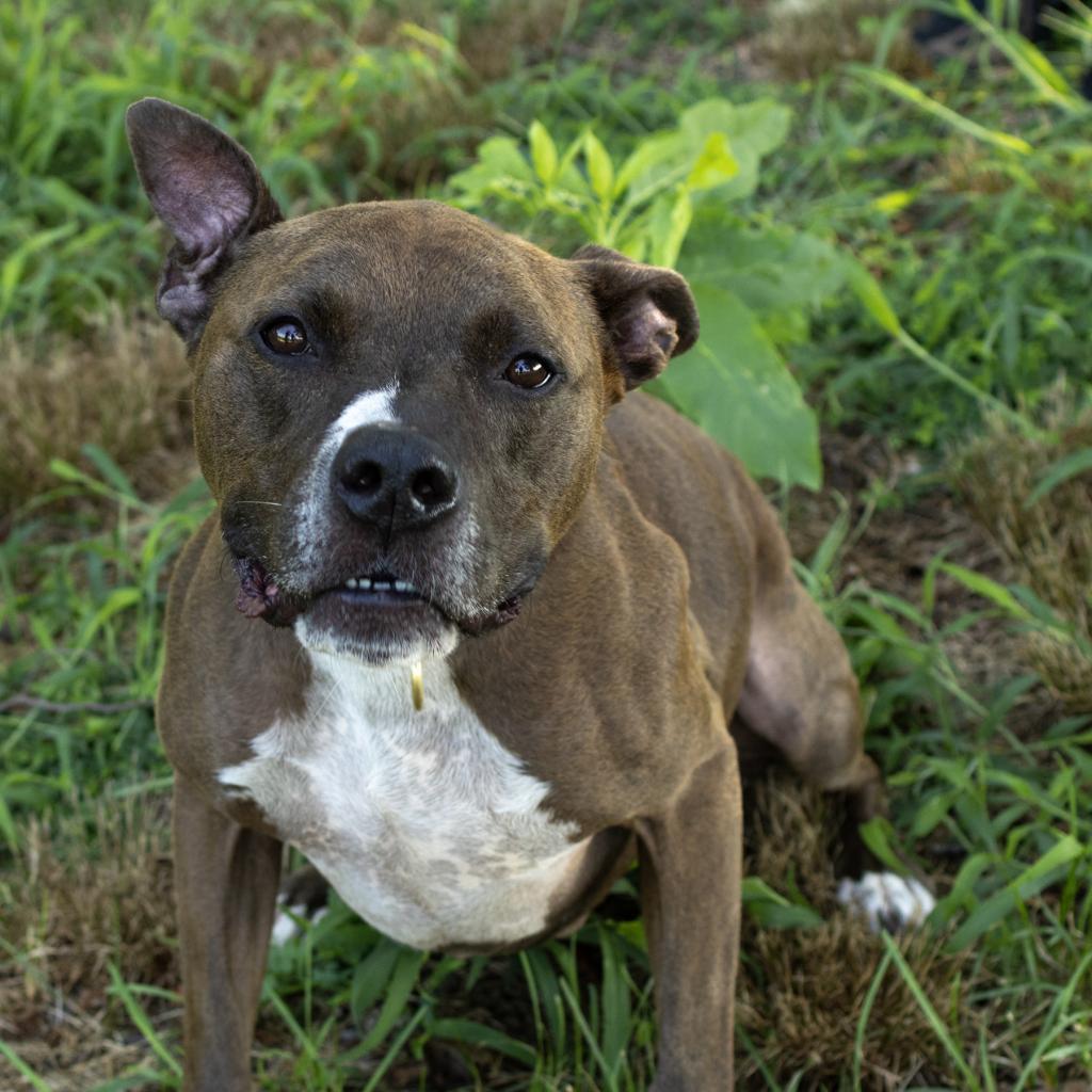 Duke, an adoptable German Shepherd Dog, Pit Bull Terrier in Bealeton, VA, 22712 | Photo Image 3