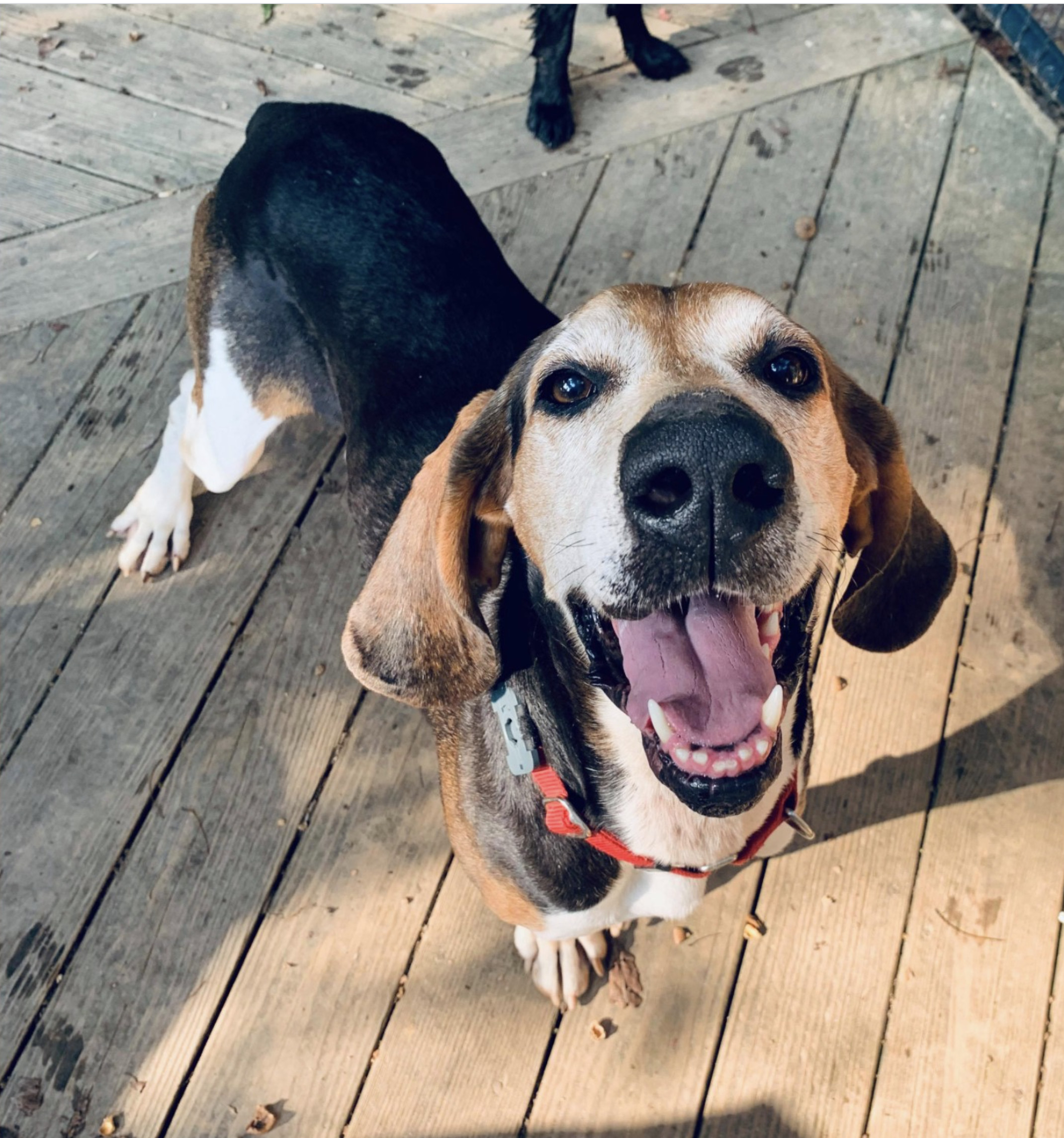 Duke , an adoptable Hound in Alexandria, VA, 22312 | Photo Image 1