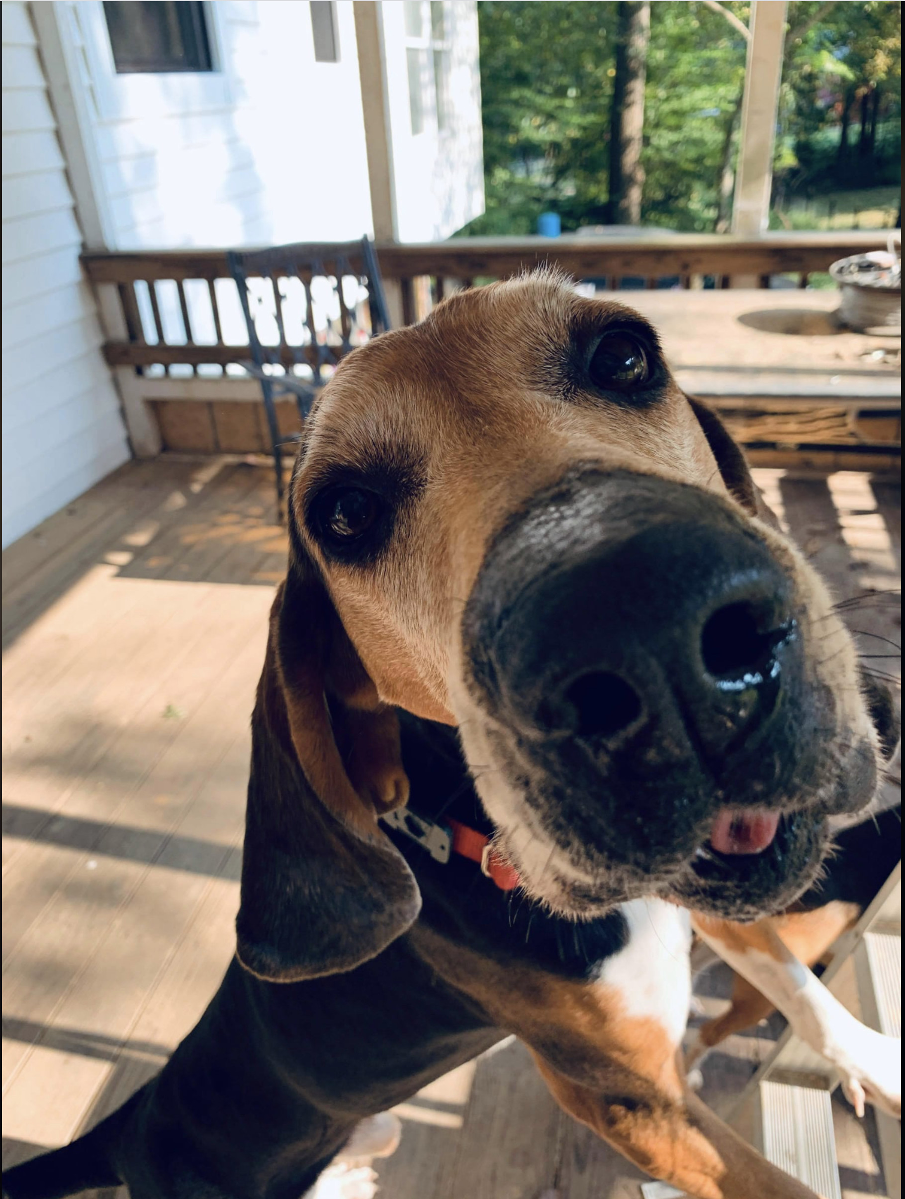 Duke , an adoptable Hound in Alexandria, VA, 22312 | Photo Image 2