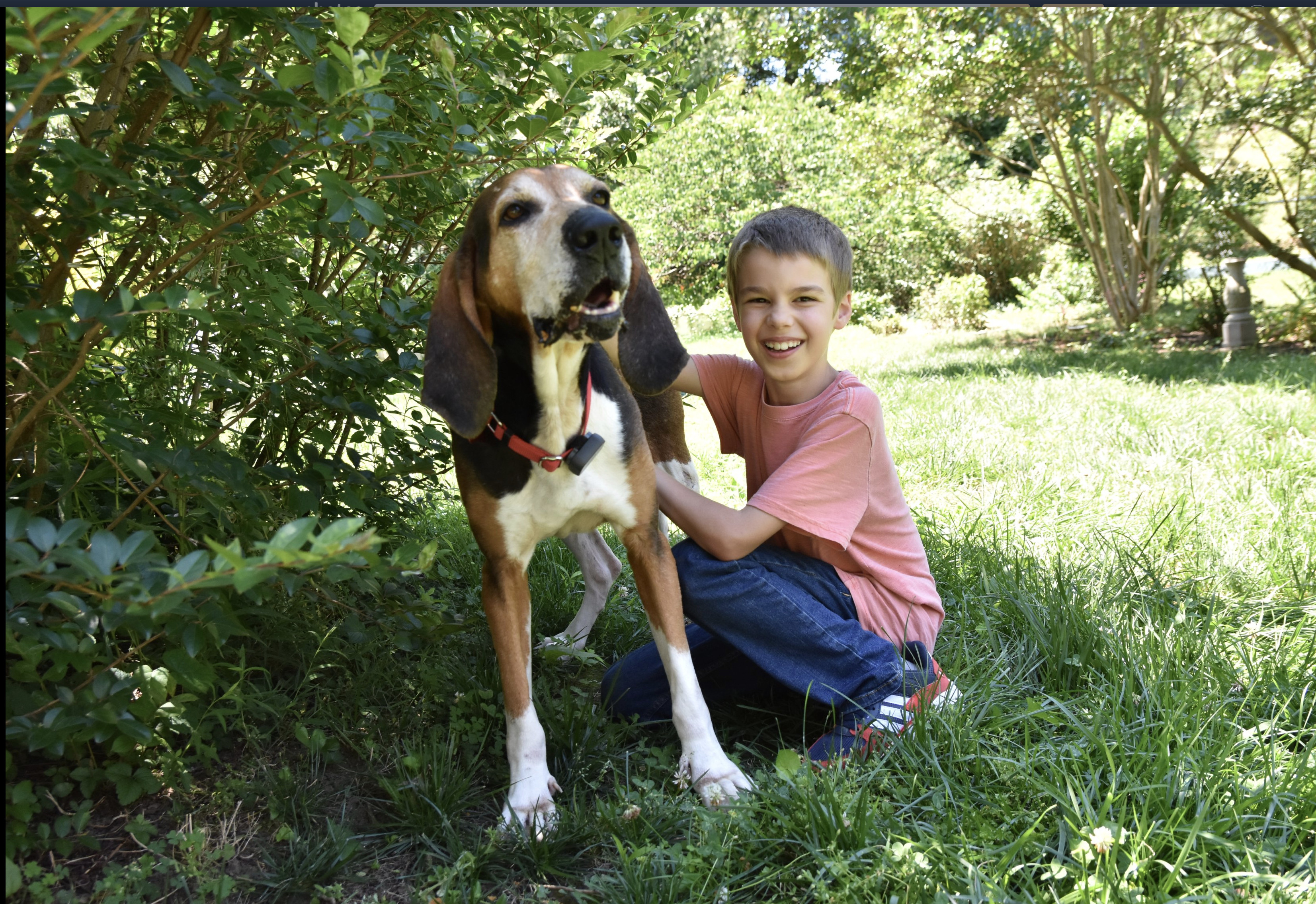 Duke , an adoptable Hound in Alexandria, VA, 22312 | Photo Image 5