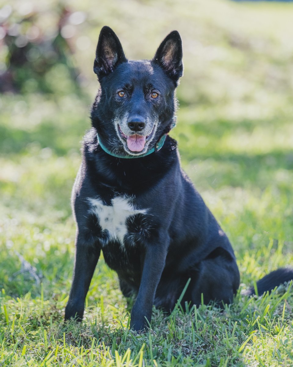 *Walter, an adoptable Shepherd in Miami, FL, 33158 | Photo Image 1