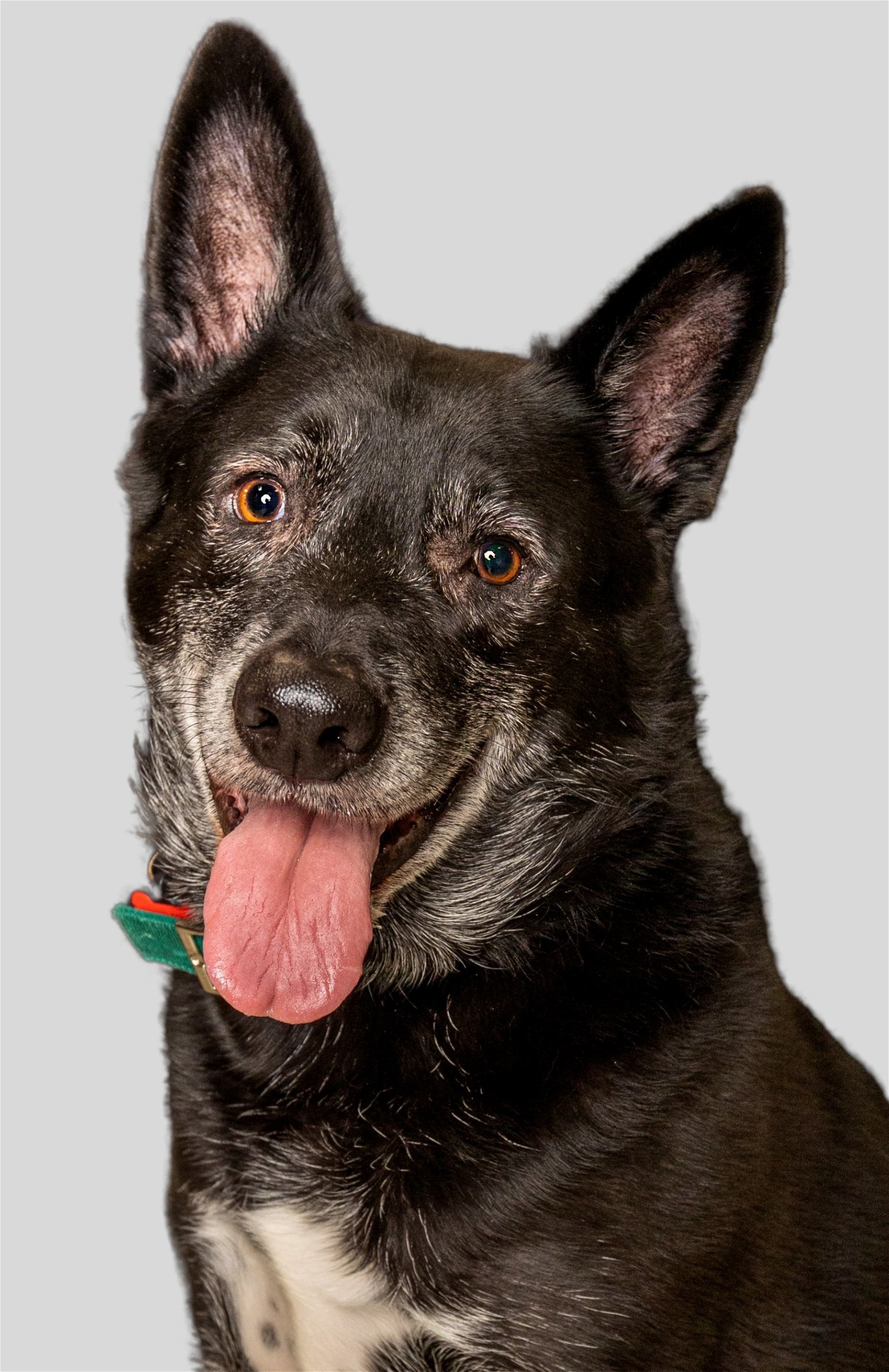 *Walter, an adoptable Shepherd in Miami, FL, 33158 | Photo Image 2