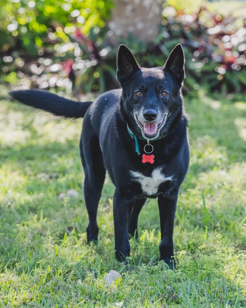 *Walter, an adoptable Shepherd in Miami, FL, 33158 | Photo Image 3