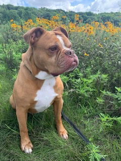 Sarge in Charge, an adoptable English Bulldog in Cedar Rapids, IA, 52405 | Photo Image 1