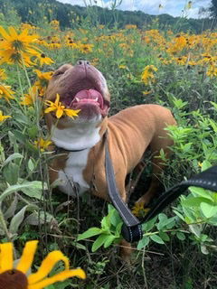 Sarge in Charge, an adoptable English Bulldog in Cedar Rapids, IA, 52405 | Photo Image 2