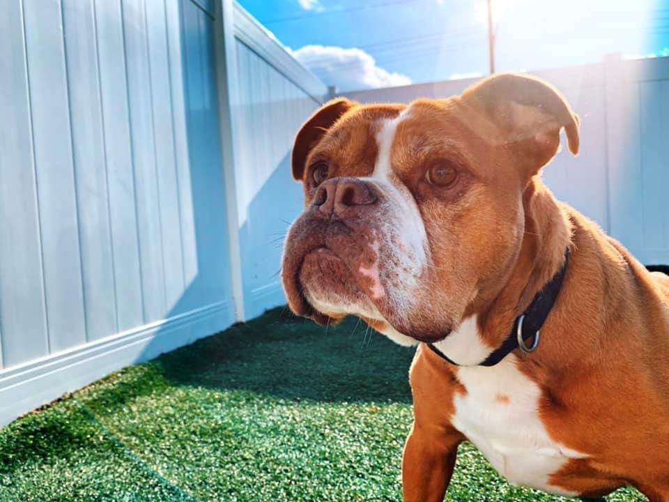 Sarge in Charge, an adoptable English Bulldog in Cedar Rapids, IA, 52405 | Photo Image 3