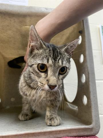 AMBER, an adoptable Domestic Short Hair in Memphis, TN, 38133 | Photo Image 1