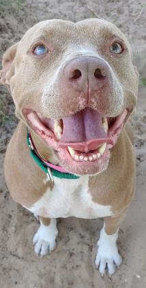 Diamond, an adoptable American Staffordshire Terrier in Inverness, FL, 34450 | Photo Image 4