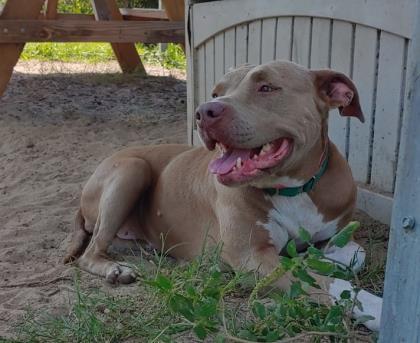 Diamond, an adoptable American Staffordshire Terrier in Inverness, FL, 34450 | Photo Image 6