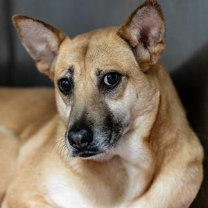 Jacey, an adoptable Shepherd, Mixed Breed in Decatur, GA, 30035 | Photo Image 1
