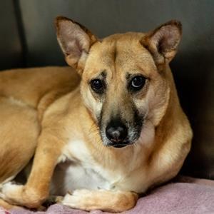 Jacey, an adoptable Shepherd, Mixed Breed in Decatur, GA, 30035 | Photo Image 2