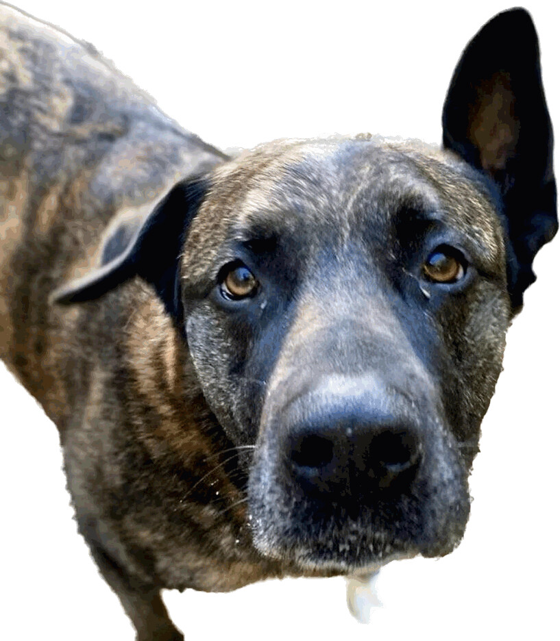 Djibouti, an adoptable Shepherd, Mixed Breed in Decatur, GA, 30035 | Photo Image 1