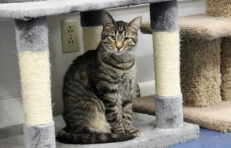 Ruthie, an adoptable Tabby, Domestic Short Hair in Montello, WI, 53949 | Photo Image 1